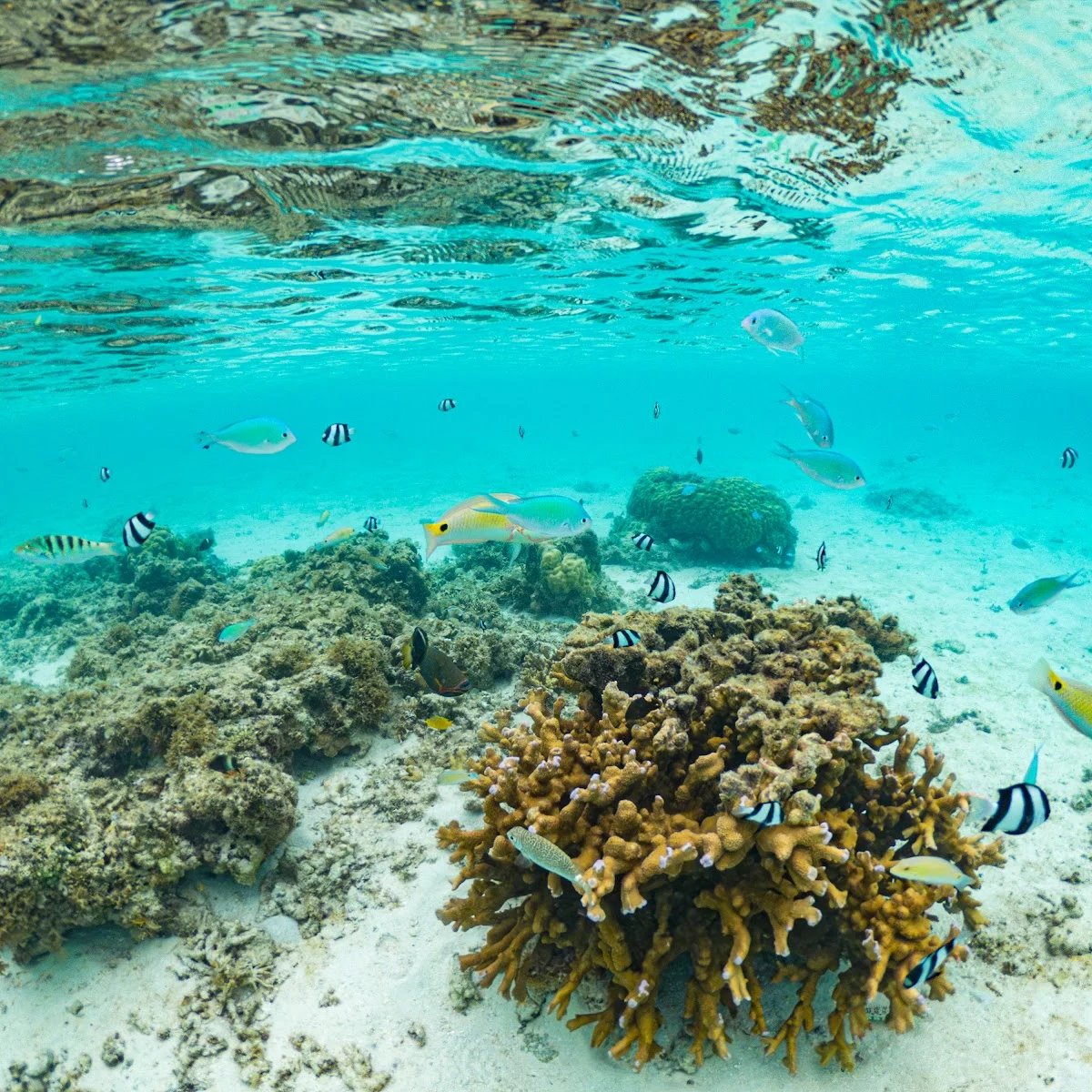 🏖️ 아라구스쿠 해변(新城海岸) 이미지 4